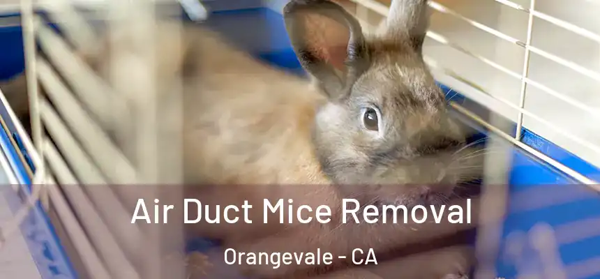  Air Duct Mice Removal Orangevale - CA